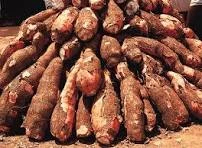 Roots and Tubers