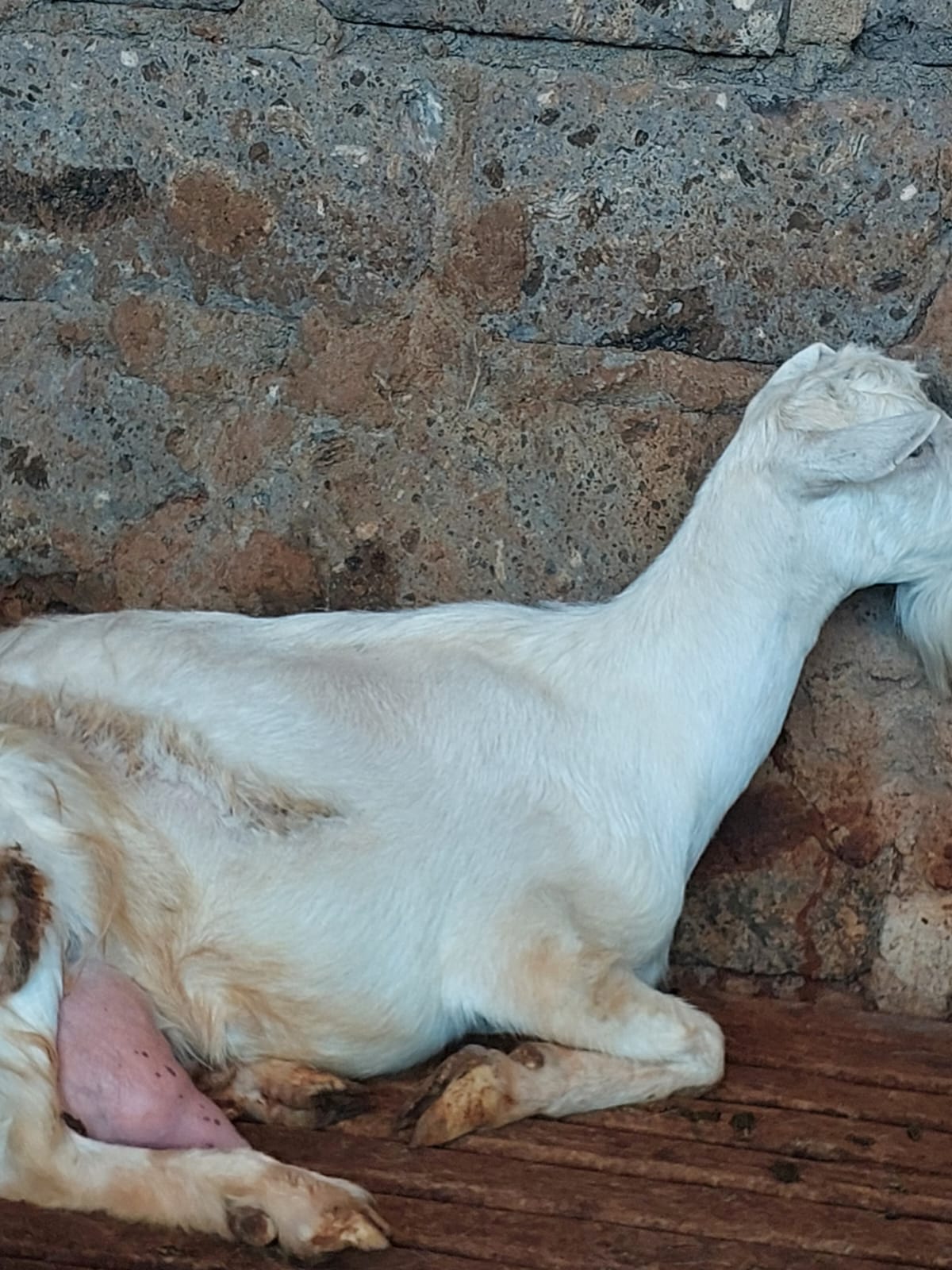 Carol Goats Dairy